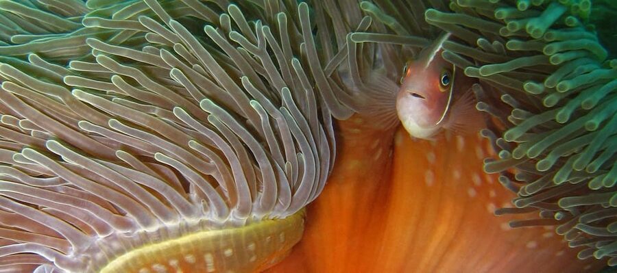 Koh Kood or Koh Rang: Snorkeling Day Trip with Buffet Lunch - What to bring, what to avoid, and who this is for