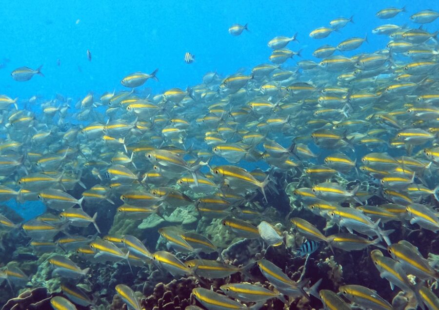 Koh Kood: Snorkeling Speedboat Tour with Lunch and Transfer - Key things to know before you go