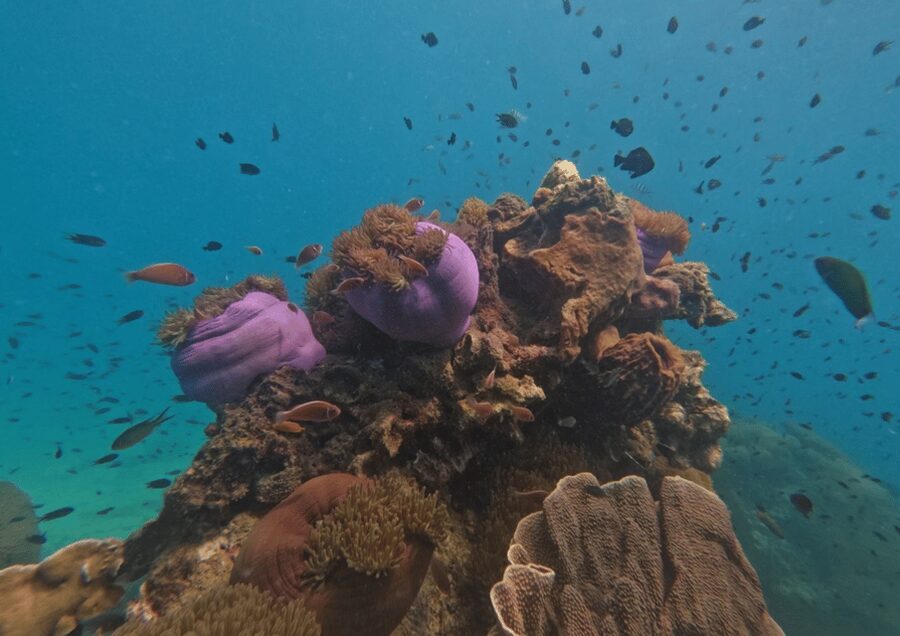 Koh Kood: Snorkeling Speedboat Tour with Lunch and Transfer - What to bring and how to prep for 4 hours on the water