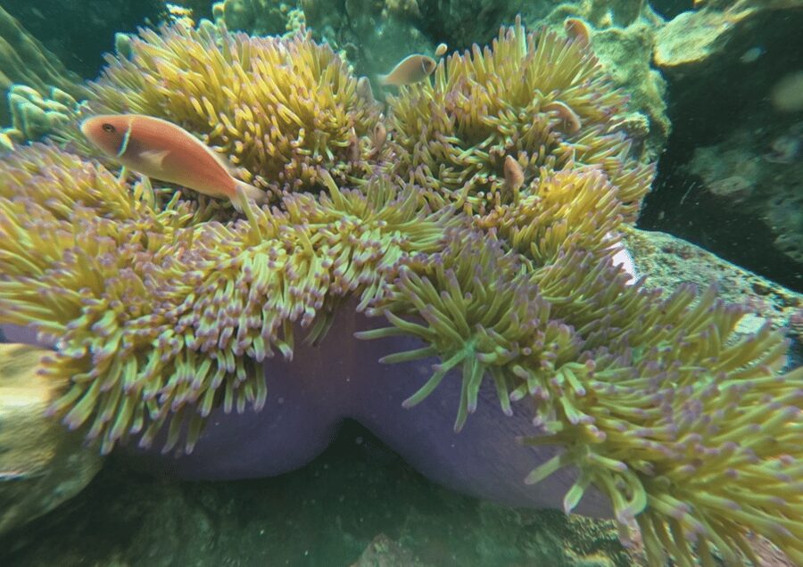 Koh Kood: Snorkeling Speedboat Tour with Lunch and Transfer - Ko Raet snorkeling: close spots, quick transitions
