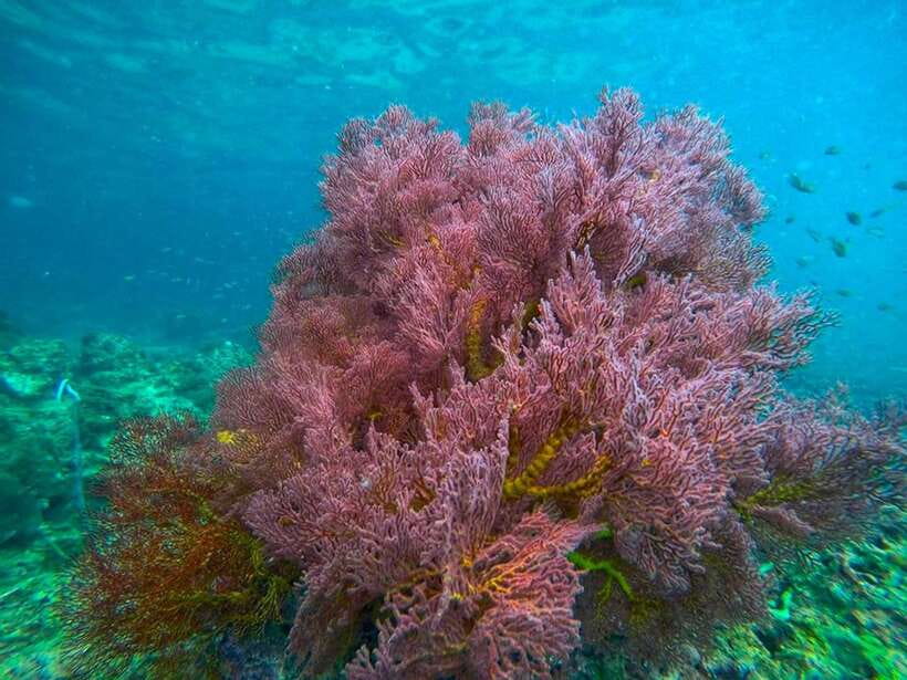 Koh Lanta: 4 Islands and Emerald Cave Snorkeling Trip - Koh Chuek Rope Island: soft corals and reef snorkeling payoff