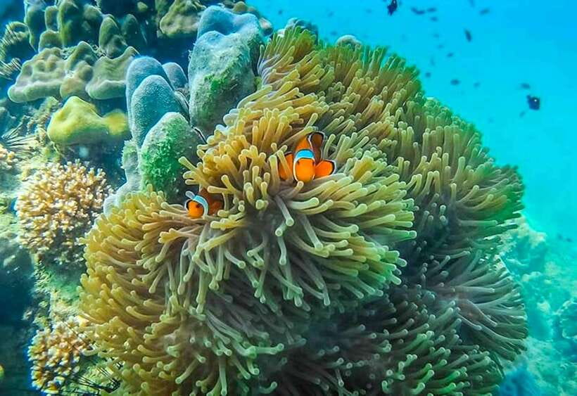 Koh Lanta: 4 Islands and Emerald Cave Snorkeling Trip - Price and logistics: what $55 includes, and what you should budget