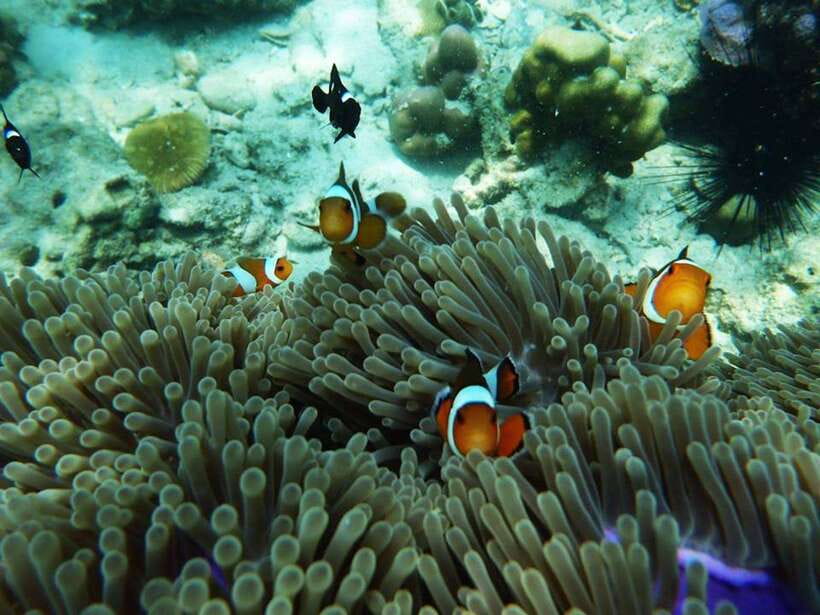 Koh Lanta: 4 Islands and Emerald Cave Snorkeling Trip - Who this tour fits, and who should think twice