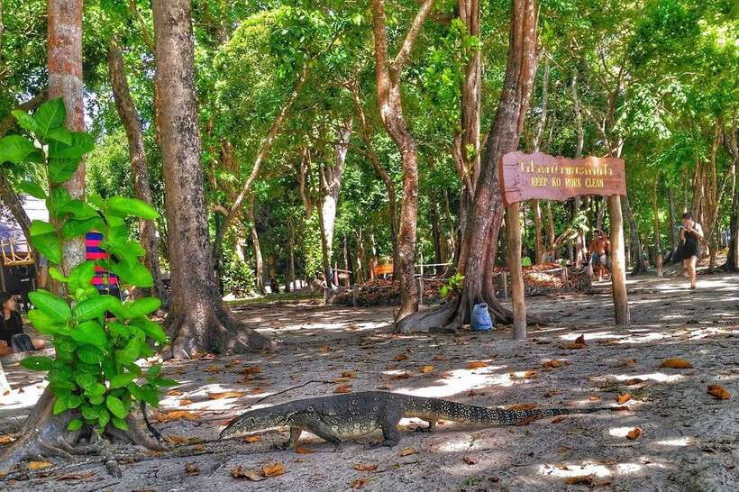Koh Lanta: Adventure Sea Tour to Koh Rok and Koh Haa - How long you snorkel, what to aim for, and how to get better footage