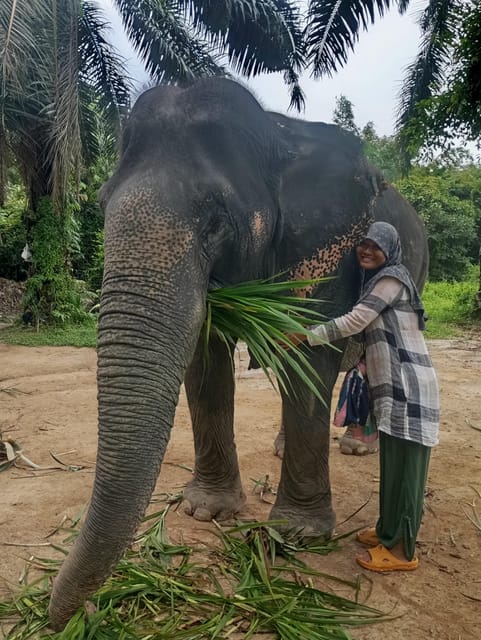 Koh Lanta:Mangrove + Elephant Camp Half Day Tour - Tips for a Smoother Ride: Comfort, Boarding, and Photo Setup