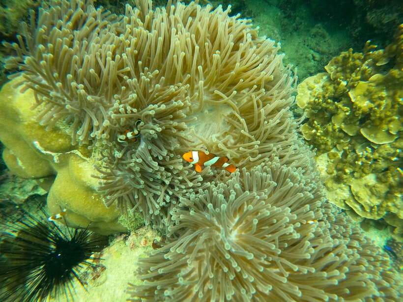 Koh Lanta: Phi Phi Islands Tour w/ Maya Bay, Snorkel & Lunch - Lunch at Phi Phi Don: big buffet energy, practical reset