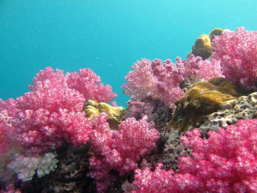 Koh Lipe: 5 Island Snorkeling Trip by Longtail Boat w/ Lunch - Hin Ngam black rock shoreline: photos, wishes, and a non-water break