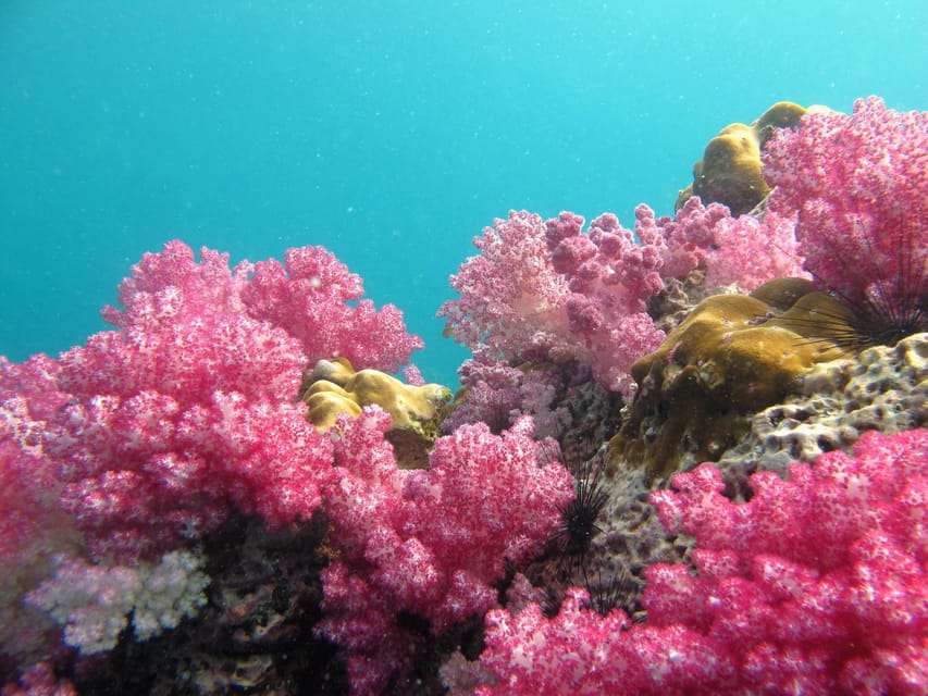 Koh Lipe: 5 Island Snorkeling Trip by Longtail Boat w/ Lunch - Koh Adang final fish swim: the payoff moment