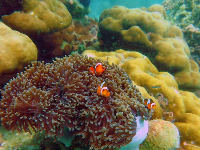 Koh Lipe: 5 Island Snorkeling Trip by Longtail Boat w/ Lunch - What the guide actually does (and what you should do about language)