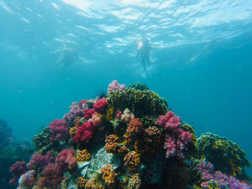 Koh Lipe: 7 Island Snorkeling Trip by Longtail Boat w/ Lunch - Snorkeling Reality Check: What You’re Most Likely to See