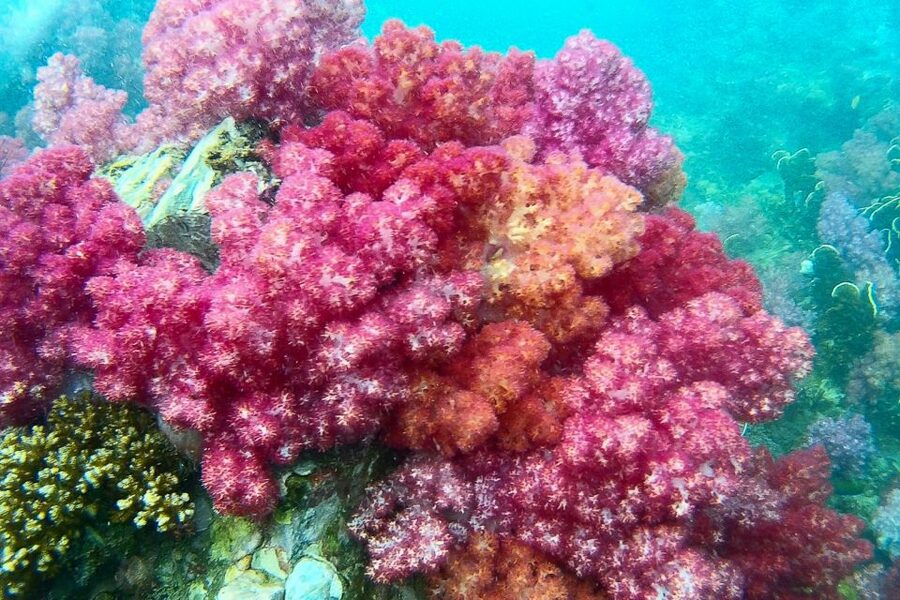 Koh Lipe: Full Day Multi-Island Snorkeling Trip with Lunch - Price and what $28 actually buys you
