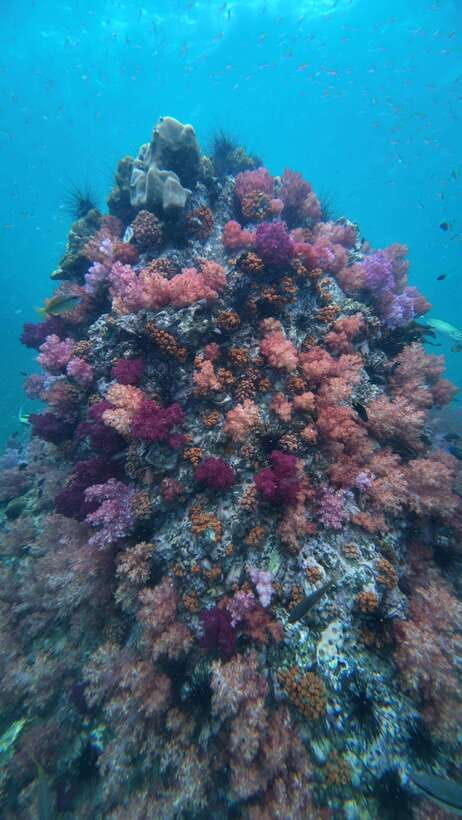 Koh Lipe: Half-Day Snorkeling (Morning/Afternoon/Sunset) - Koh Lipe Half-Day Snorkeling That Feels Like Island Life, Not a Checklist