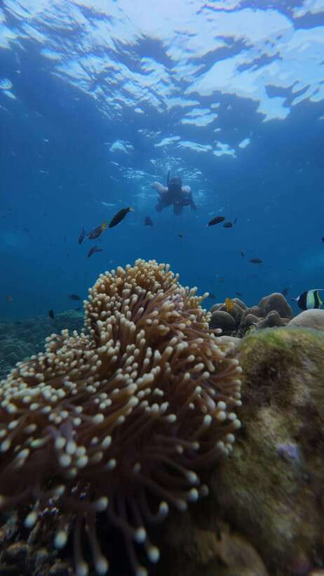 Koh Lipe: Half-Day Snorkeling (Morning/Afternoon/Sunset) - Morning Trip (09:00 to 13:30): Jabang to Koh Rawi in One Smooth Half-Day