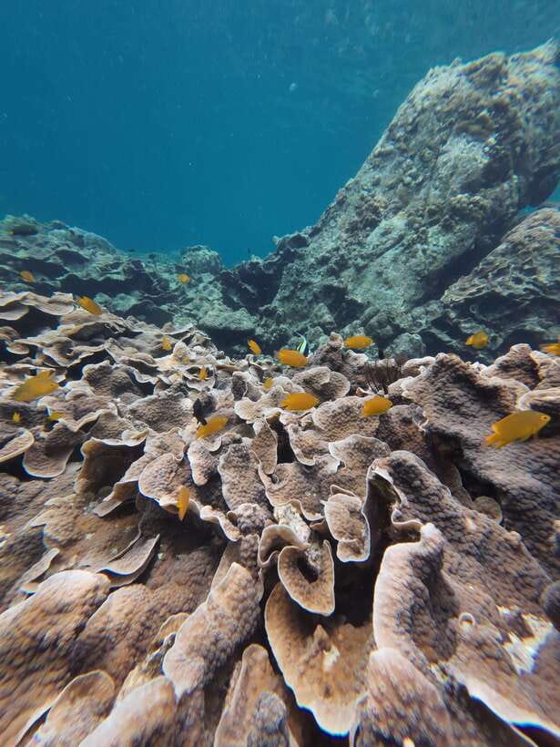 Koh Lipe: Half-Day Snorkeling (Morning/Afternoon/Sunset) - What’s Included for $16, and Where You Should Expect Extra Costs