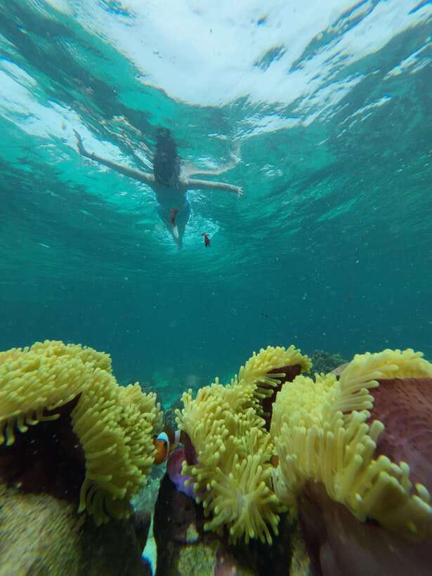 Koh Lipe: Half-Day Snorkeling (Morning/Afternoon/Sunset) - Coral Reefs and Fish: How to Get Better Visibility With Less Effort