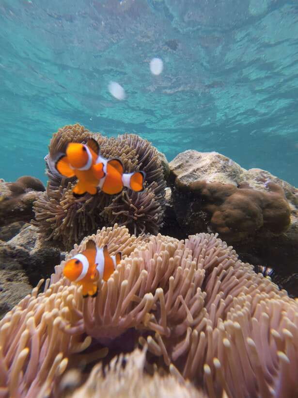 Koh Lipe: Half-Day Snorkeling (Morning/Afternoon/Sunset) - Who Should Book This Trip, and Who Should Skip It