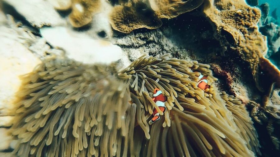 Koh Lipe: Longtail Boat Snorkeling Trip Program A - FAQ