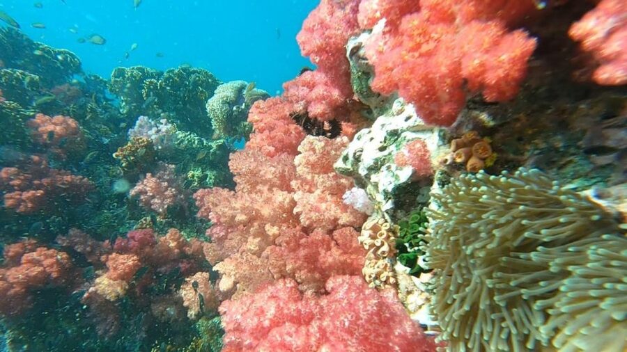 Koh Lipe: Longtail Boat Snorkeling Trip Program A - Why This Koh Lipe Snorkel Loop Is Such Good Value
