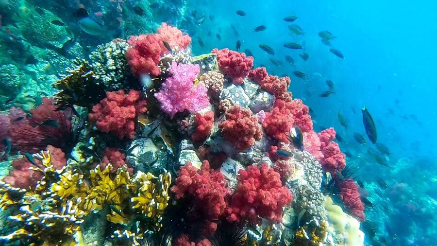 Koh Lipe: Longtail Boat Snorkeling Trip Program A - Lunch, Water, and Small Comfort Details That Matter