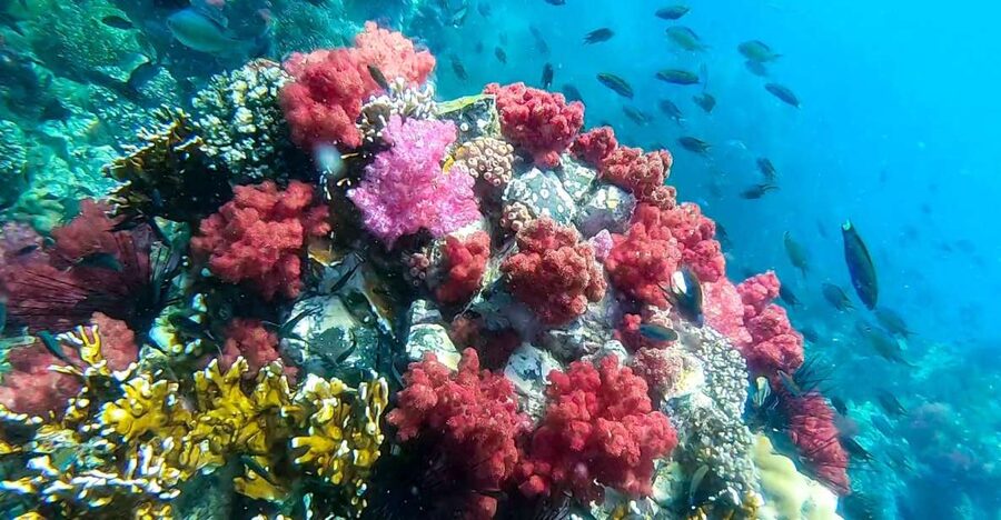 Koh Lipe: Longtail Boat Snorkeling Trip Program A - Underwater GoPro Photos and Videos: The Memory Part of the Deal