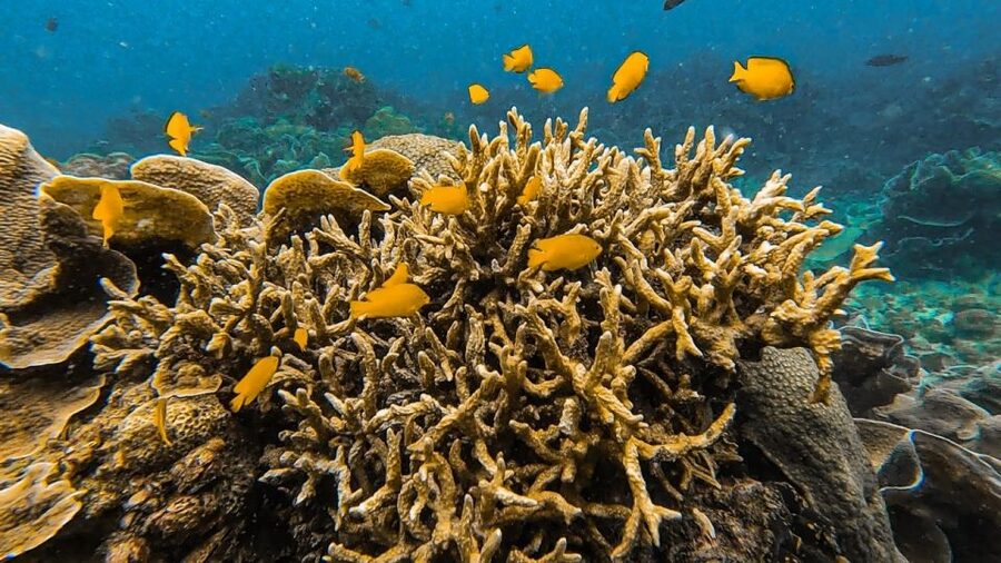 Koh Lipe: Longtail Boat Snorkeling Trip Program A - Who This Trip Fits Best (And Who Should Skip It)