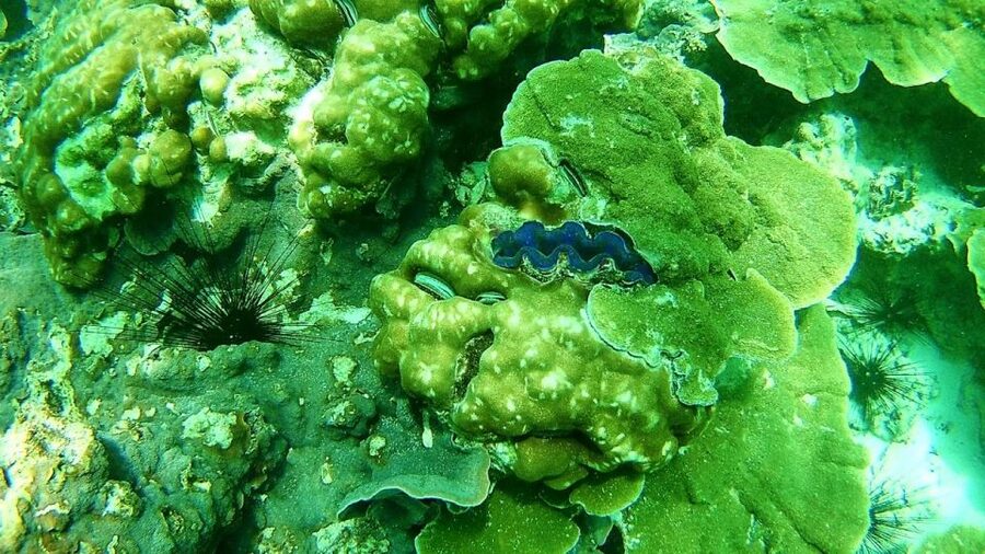 Koh Lipe Snorkeling Trip 6 hours Trip1 - Key things to know before you go