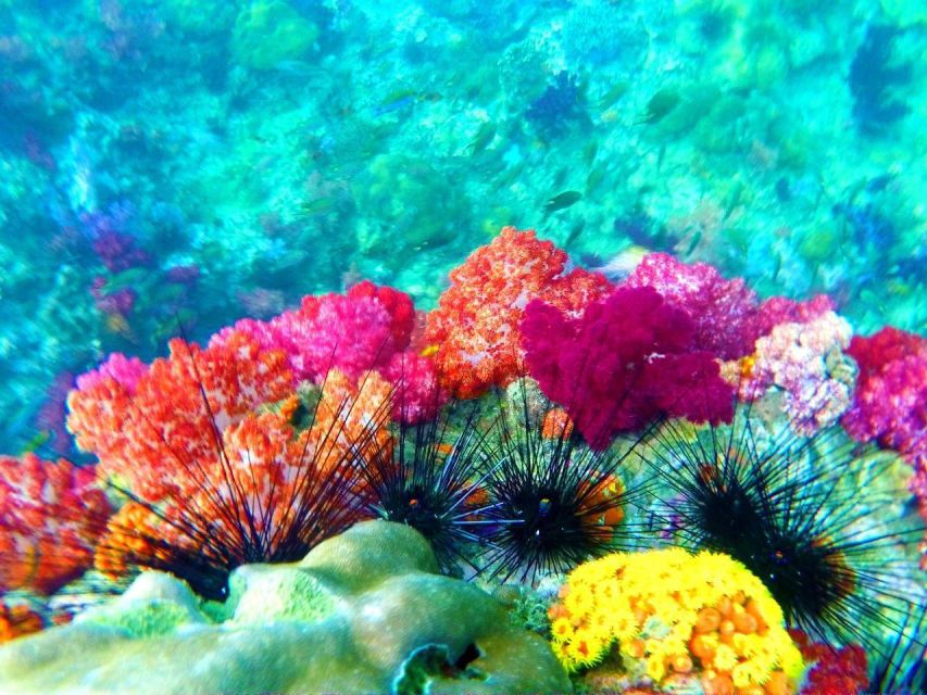 Koh Lipe Snorkeling Trip 6 hours Trip1 - What to bring so you enjoy the water, not fight it