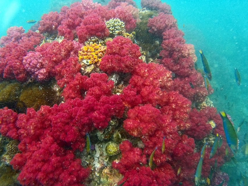 Koh Lipe Snorkeling Trip 6 hours Trip1 - A 6-hour longtail route built around coral, sand, and “how different each place is”