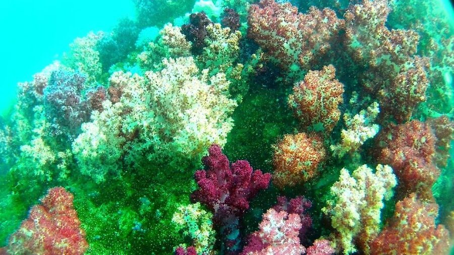 Koh Lipe Snorkeling Trip 6 hours Trip1 - Rawi Island white-sand break: where the meal becomes part of the day
