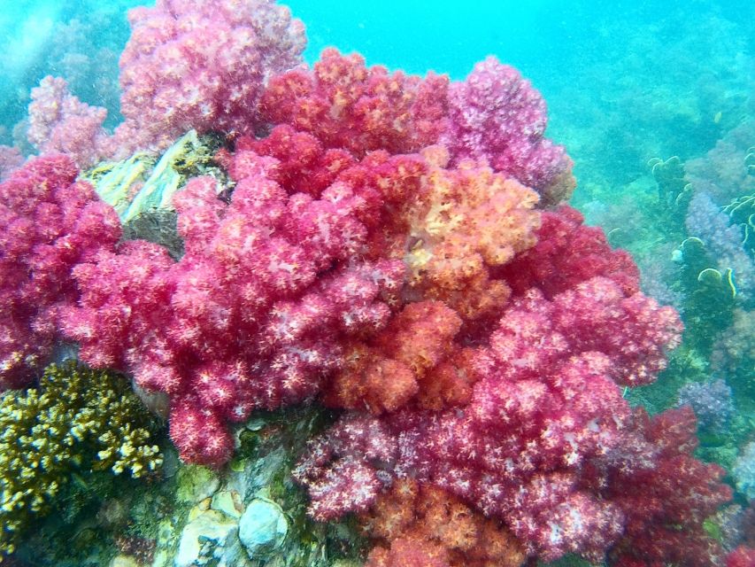 Koh Lipe Snorkeling Trip 6 hours Trip1 - Koh Yang small island coral time: calm water makes it easier