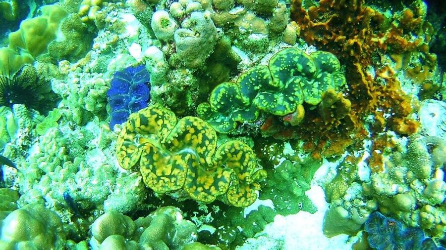 Koh Lipe Snorkeling Trip 6 hours Trip1 - Jabang Channel: the 7-color coral reef moment