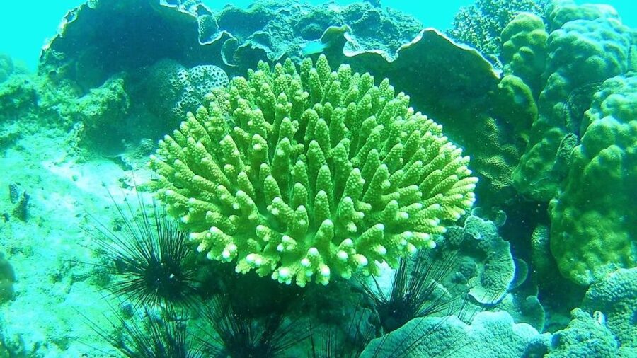 Koh Lipe Snorkeling Trip 6 hours Trip1 - Price and value: $22 for the highlights, plus the park fee