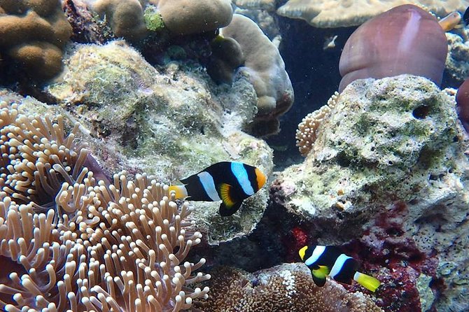 Koh Ngai, Koh Muk + Emerald Cave Snorkeling Tour by Classic Longtail Boat - Who should book this tour, and who should skip it