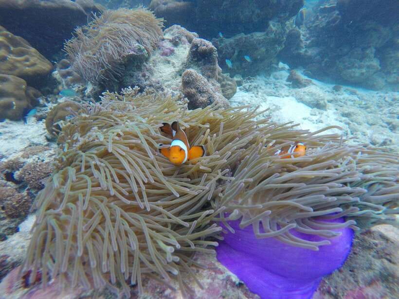 Koh Phi Phi: Maya Bay Private Longtail Boat Tour - Loh Samah Bay Pass-By: Limestone drama without the ticket time