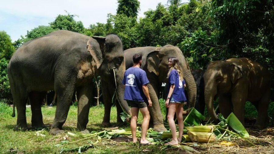Koh Samui: 4x4 Sightseeing Safari & Elephant Sanctuary Tour - From hotel pickup to mountain roads: how the day starts