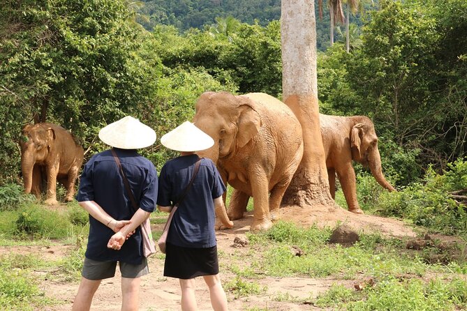 Koh Samui Elephant Home Sanctuary and the first Elephant Museum - Key highlights at a glance