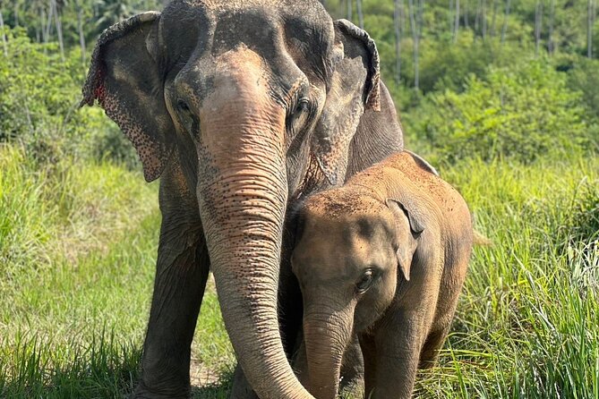 Koh Samui Elephant Home Sanctuary and the first Elephant Museum - Koh Samui Elephant Home: What this tour is really about