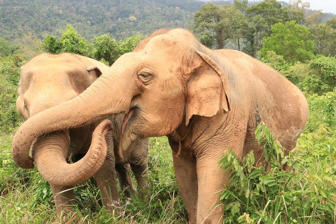 Koh Samui Elephant Home Sanctuary and the first Elephant Museum - Stop 2: The first-ever Elephant Museum on Koh Samui