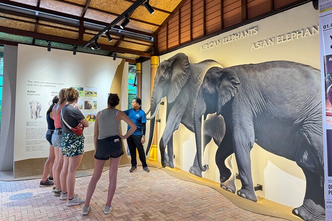 Koh Samui Elephant Home Sanctuary and the first Elephant Museum - Stop 3: Jungle walk with elephants, mud play, and real behavior