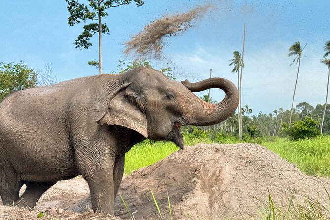 Koh Samui Elephant Home Sanctuary and the first Elephant Museum - Seed bombs and slingshots: A conservation activity you can feel