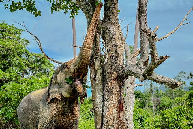 Koh Samui Elephant Home Sanctuary and the first Elephant Museum - Price and logistics: Is $65.18 good value?