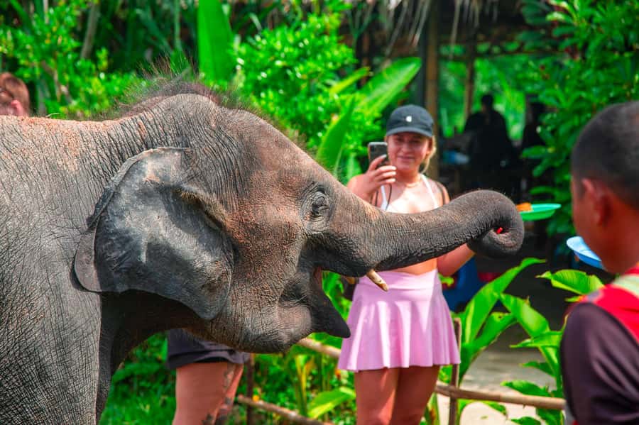 Koh Samui: Elephant Sanctuary and Jungle Tour with Lunch - Koh Samui Jungle Tour Flow, with the convenience of pickup