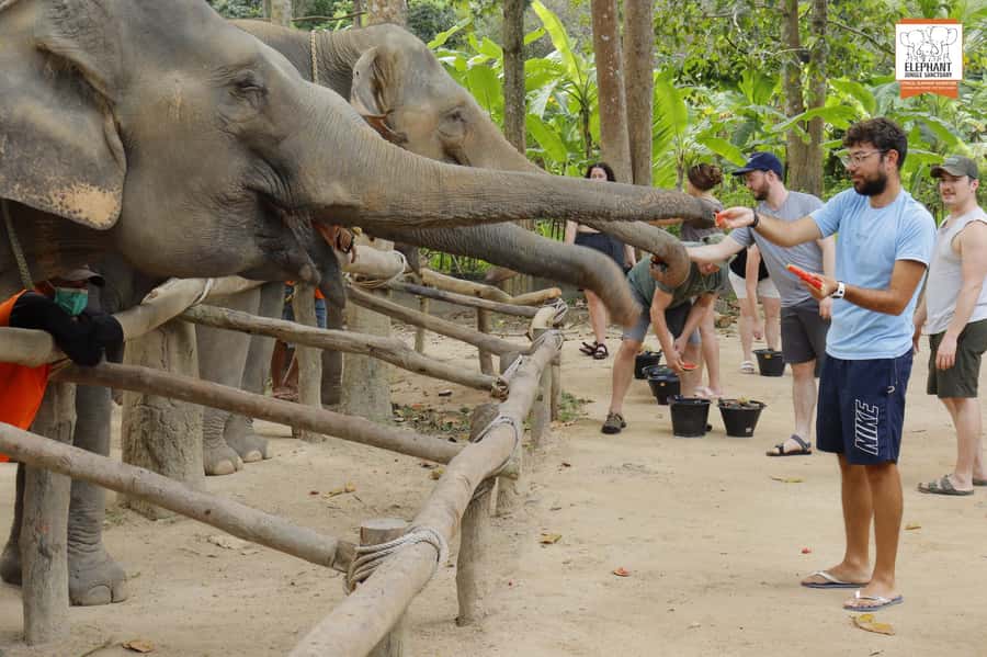 Koh Samui: Elephant Sanctuary Entry and Feeding Experience - Your 1-Hour Flow: Check-In, Food Baskets, and Elephant Feeding Time