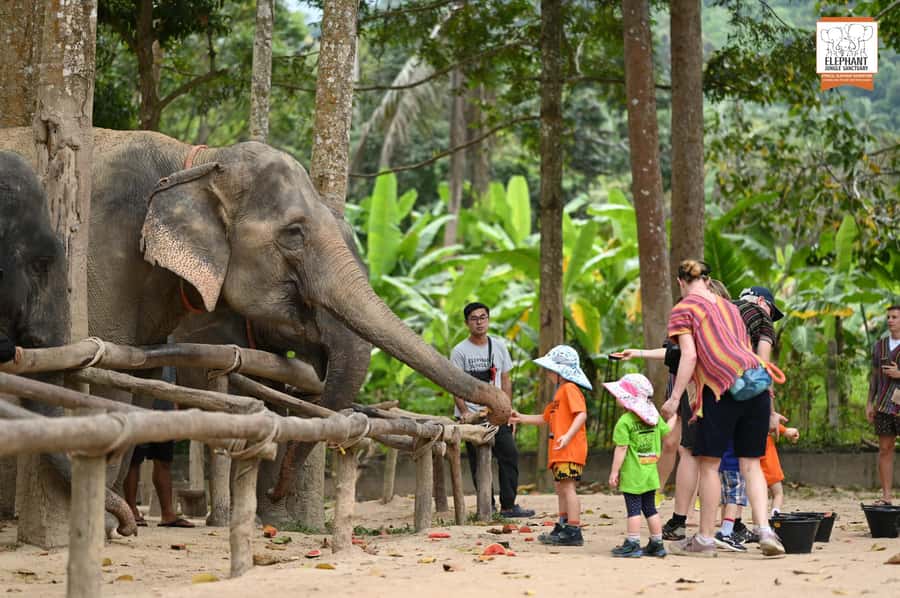 Koh Samui: Elephant Sanctuary Entry and Feeding Experience - Watching Elephants Roam: Social Behavior, Mud, and Relaxed Moments