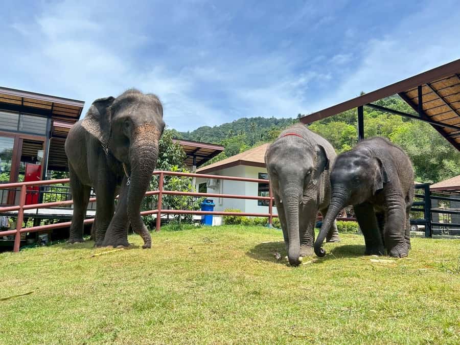Koh Samui: Half-Day Island Highlights Tour with Hotel Pickup - Lad Koh Viewpoint for Chaweng Noi Panoramas