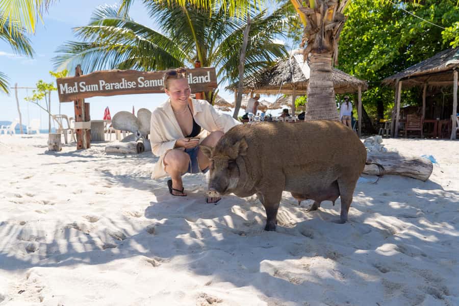 Koh Samui: Island Hopping Adventure in Coral and Pig Island - What to bring, and who should skip it