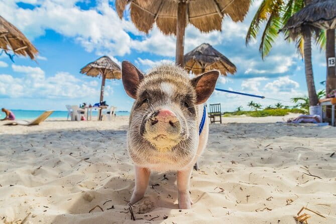 Koh Samui: Island Hopping Adventure in Coral and Pig Island - Sustainability note: GSTC-certified, glass bottles, carbon offsets