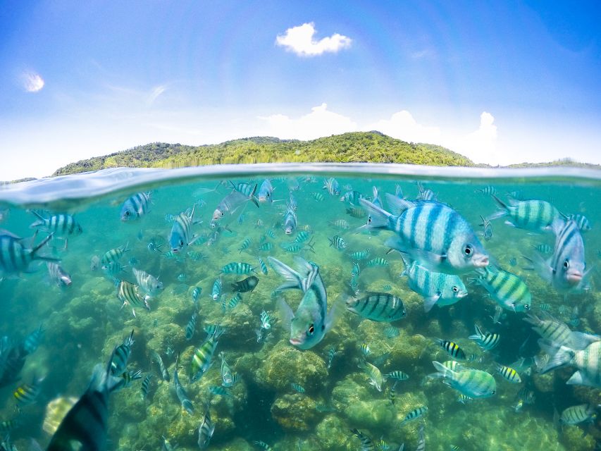 Koh Samui: Pig Island & Koh Tan Snorkeling by Speed boat - Key things to know before you go