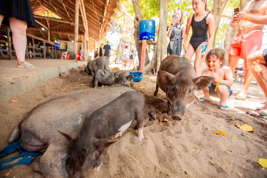 Koh Samui: Pig Island & Koh Tan Speedboat Tour with Lunch - Pig Island on schedule: feeding pigs and then cooling off