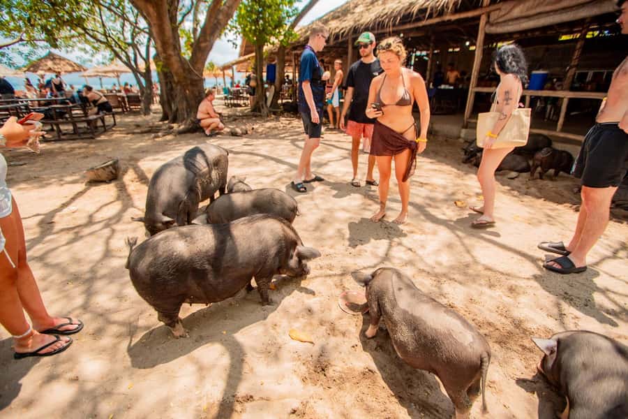 Koh Samui: Pig Island & Koh Tan Speedboat Tour with Lunch - Speedboat ride to Koh Tan, fun with a side of motion